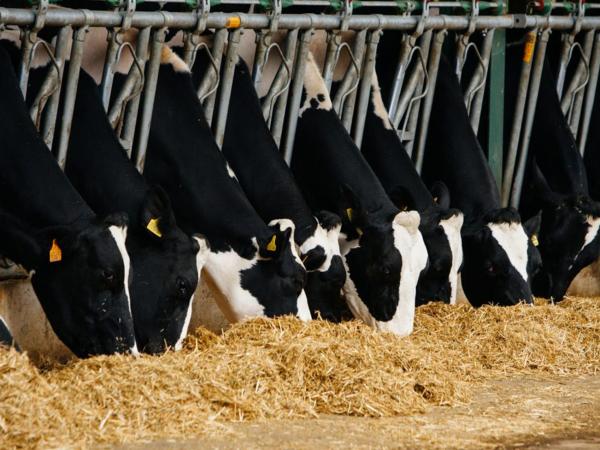 silage-feeding-1920