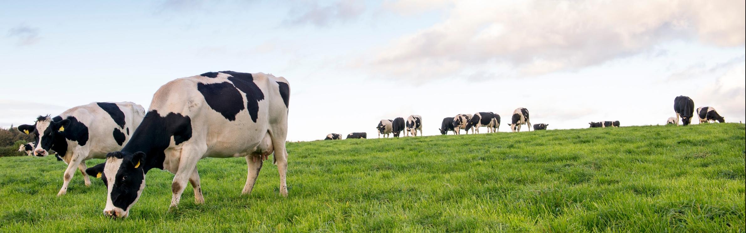 Cow Grazing