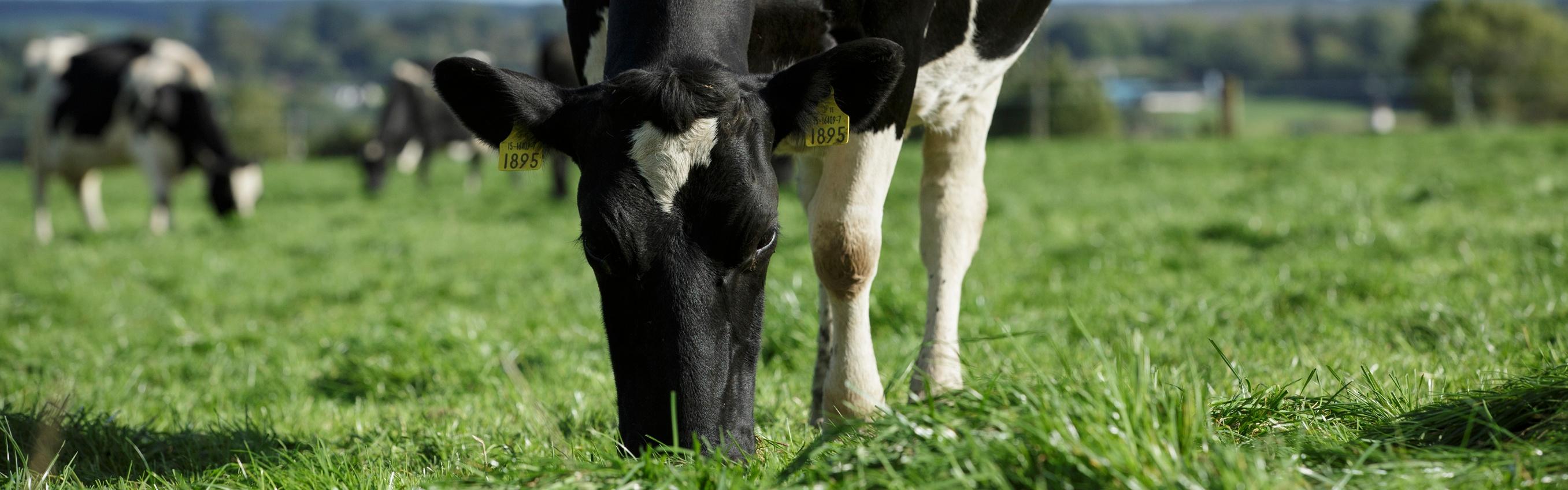 Cow grazing on grass