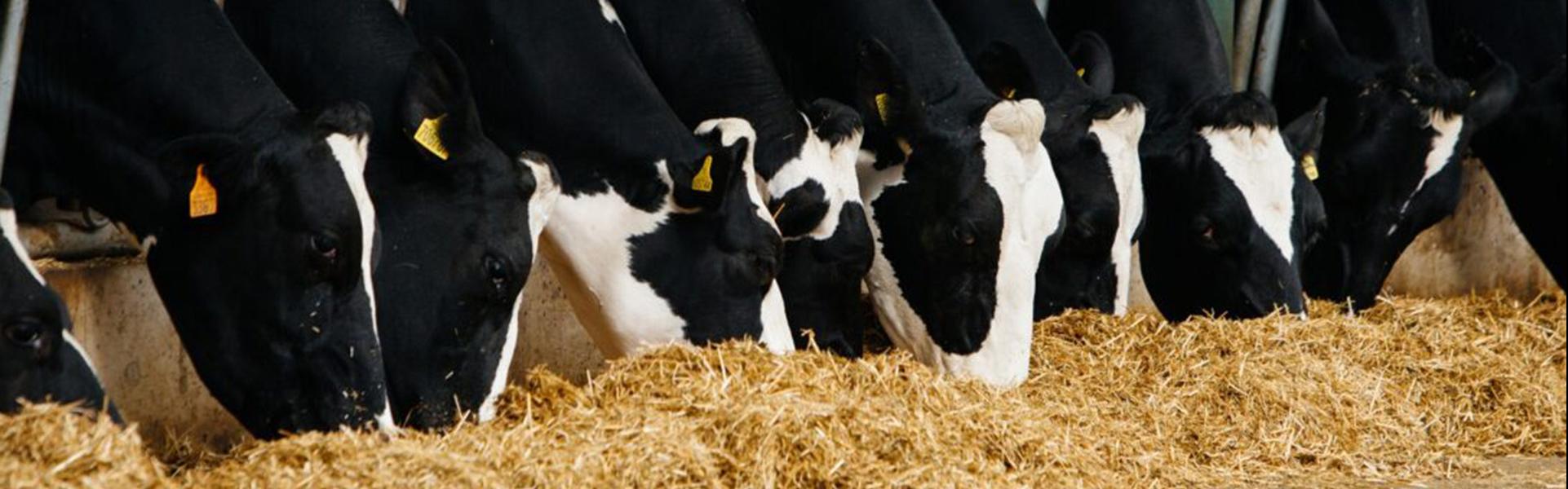 silage-feeding-1920