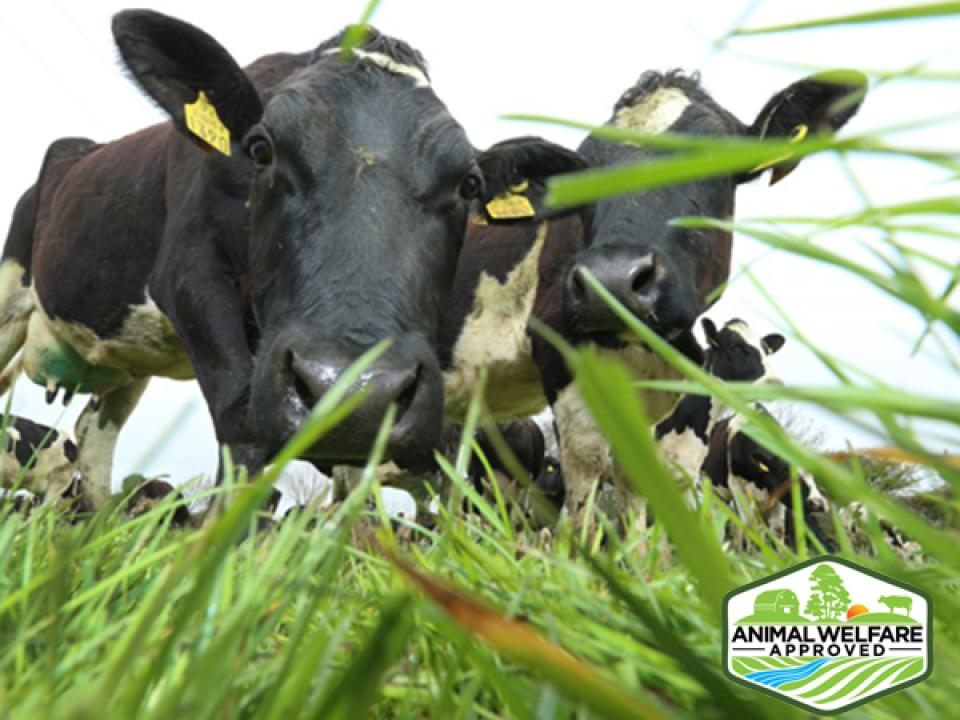 image of cows eating grass