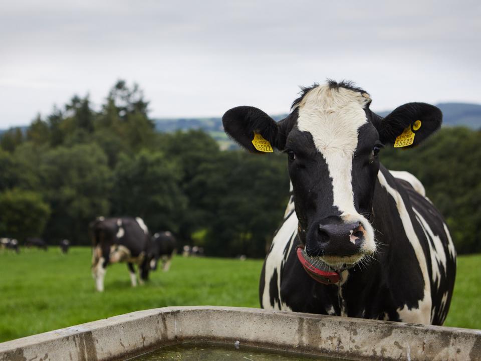 Web-banner-cow